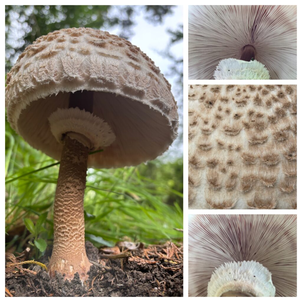 four images of large umbrella shaped mushroom. three of the images are close up details of one mushroom