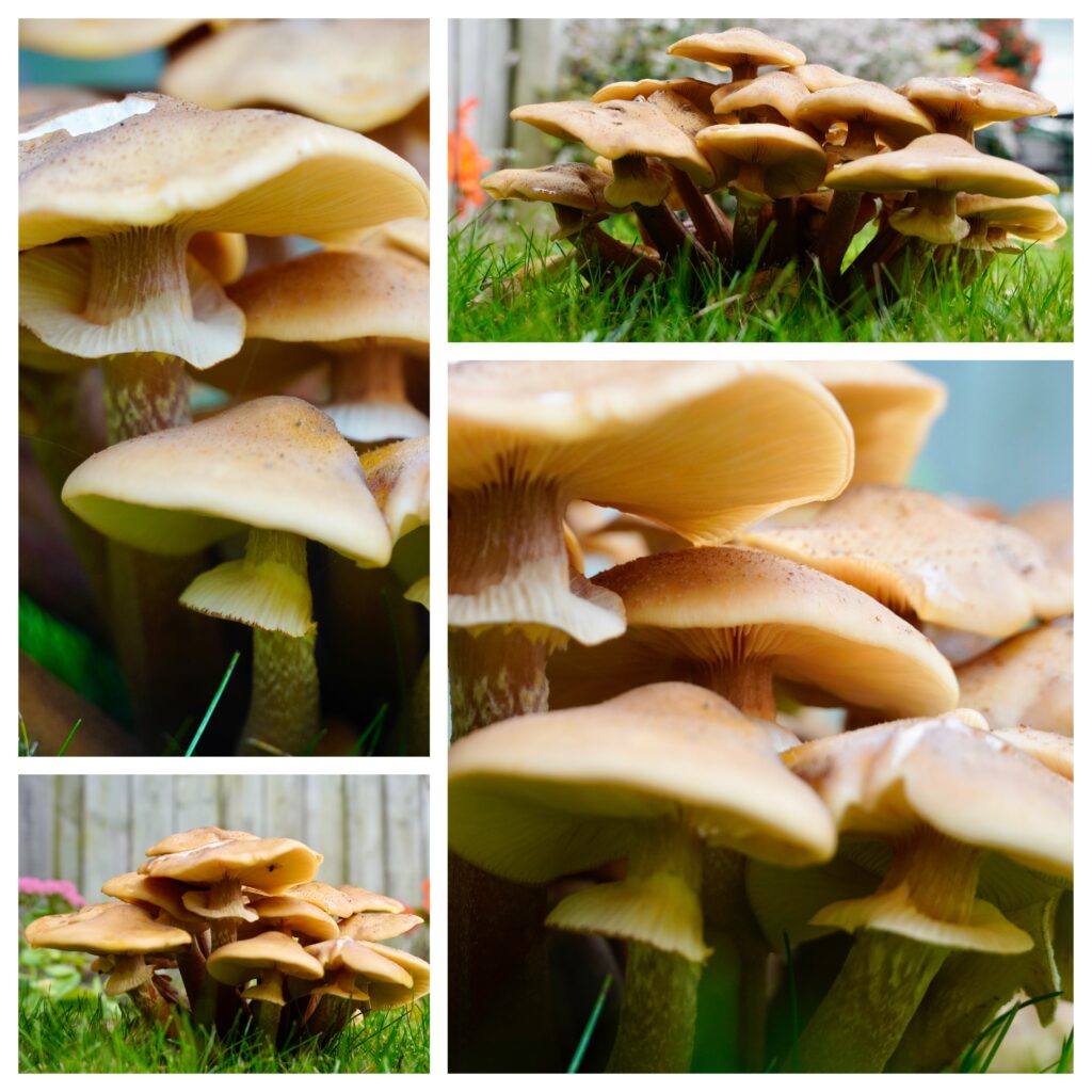 four images of large umbrella shaped mushroom. three of the images are close up details of one mushroom