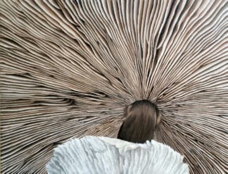 A highly detailed hyperrealist oil painting of the underside of a mushroom, focusing on the intricate, closely packed gills beneath its cap.
